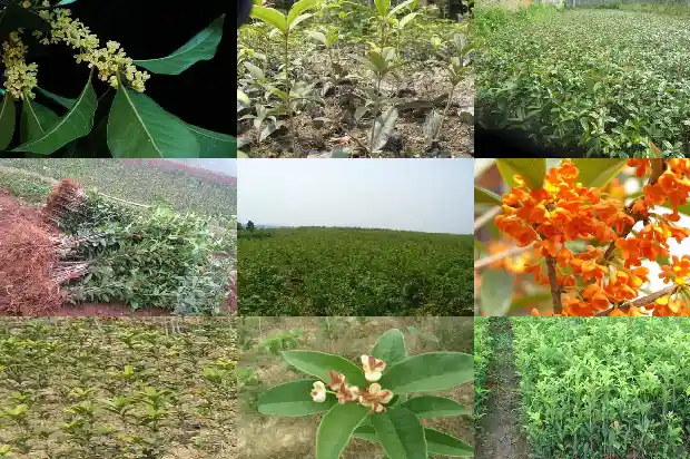 桂花乌龙茶怎么选1681354101345