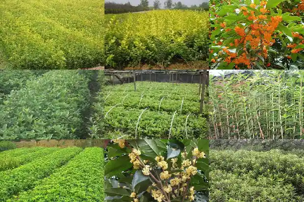 桂花乌龙茶怎么选1681354101393