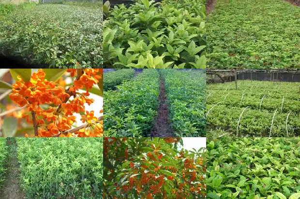 桂花乌龙茶例假可以喝吗1681354134607