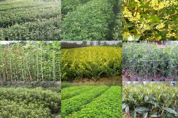 桂花乌龙茶例假可以喝吗1681354134655