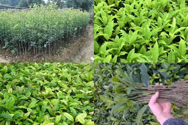 桂花乌龙茶例假可以喝吗1681354134703
