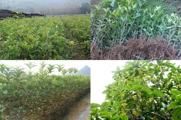 桂花乌龙茶不适宜人群喝吗1681354166022