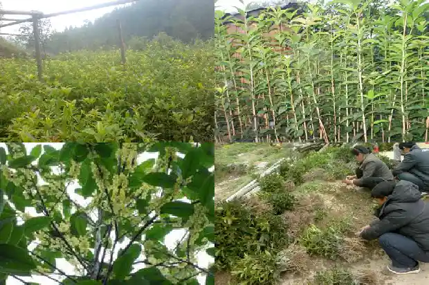 桂花乌龙茶价格多少1681354202766