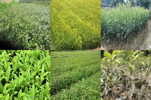 桂花乌龙茶价格多少1681354202814