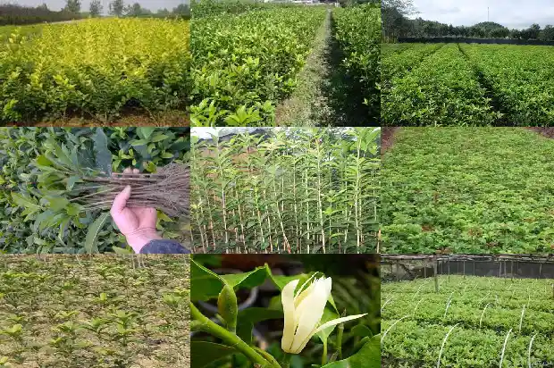 桂花乌龙茶价格多少1681354202862