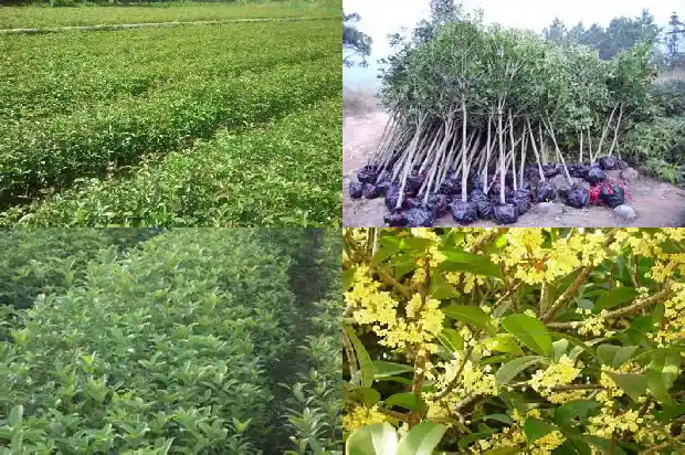 桂花乌龙茶价格多少1681354202909