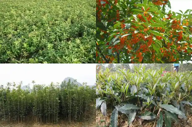 桂花茶怎么制作 简单1681354271954
