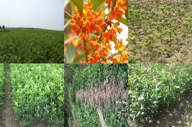 桂花茶怎么制作 简单1681354272002