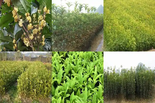 桂花茶桂花可以吃吗1681354359358