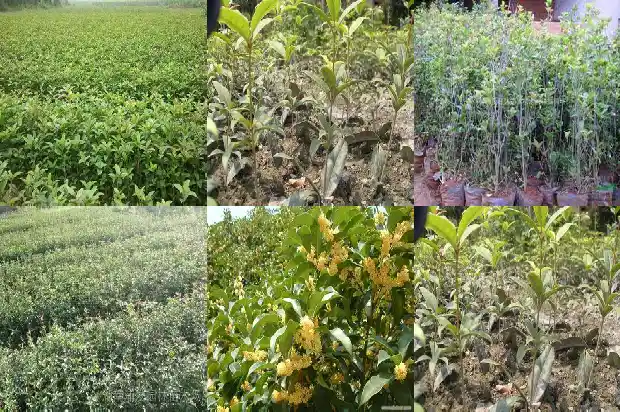 桂花泡茶喝能降血压吗1681354393875