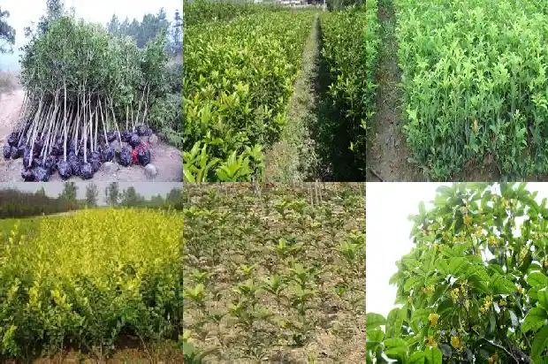 桂花泡茶喝能降血压吗1681354393922