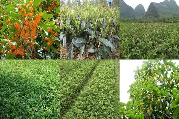 桂花泡茶喝能降血压吗1681354393970