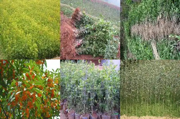 桂花泡茶喝能降血压吗1681354394018