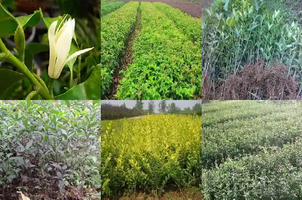 桂花怎么制作茶1681354425739