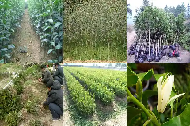 桂花怎么制作茶1681354425787