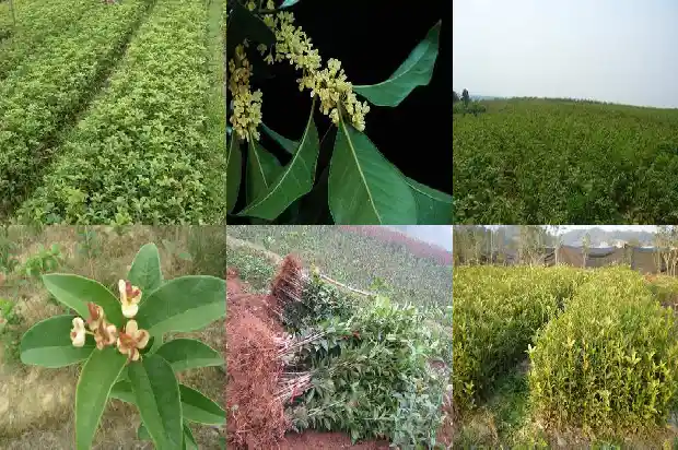 家里的桂花可以泡茶吗1681354456873