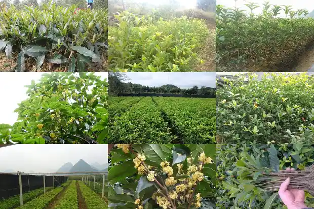 家里的桂花可以泡茶吗1681354456921