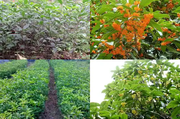 家里的桂花可以泡茶吗1681354456969