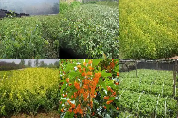 桂花有什么用处和功效和作用1681354486878