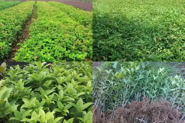 种桂花有什么用处和功效1681354523456