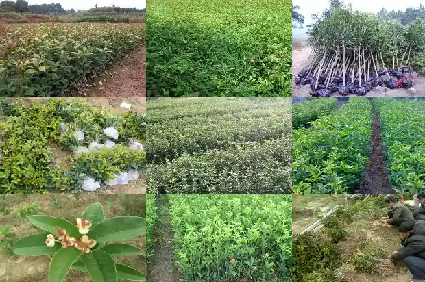 种桂花有什么用处和功效1681354523504