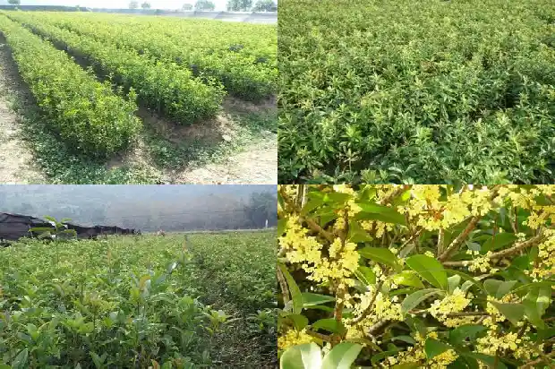 哪种桂花有毒1681354563355