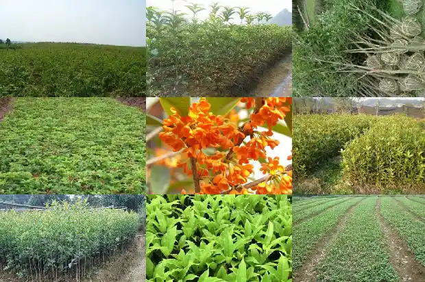 哪种桂花有毒1681354563403