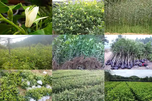 桂花树的寓意及象征意义1690677185221