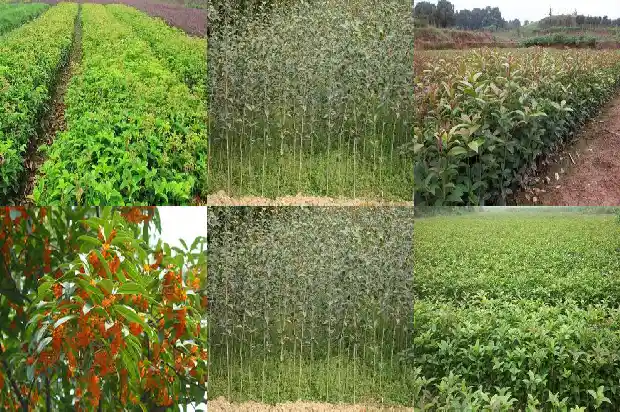 桂花茶多少钱一斤1681354640034