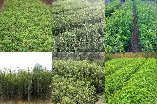 桂花茶多少钱一斤1681354640082