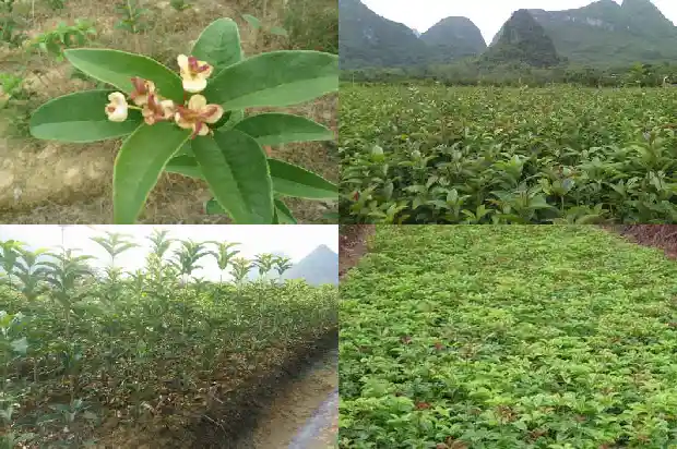 桂花茶多少钱一斤1681354640130