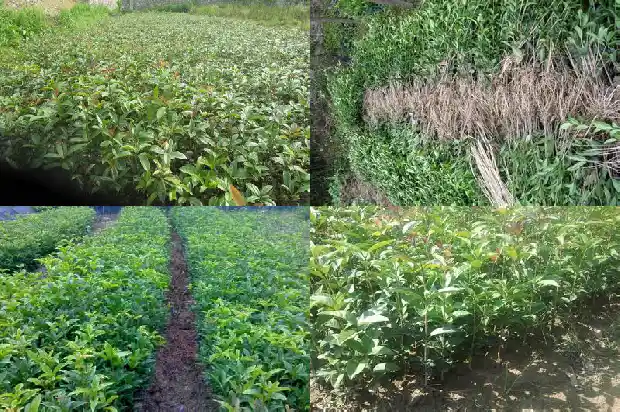 桂花与什么搭配泡茶1681354700639