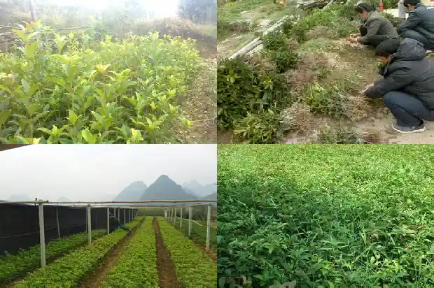 桂花适合与什么茶一起泡水1681354739096