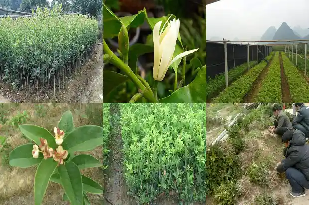 桂花适合与什么茶一起泡水1681354739144