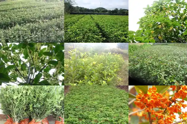八月桂花树怎么卖的好1689984616645