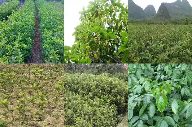 桂花可以和什么搭配泡1681354777461