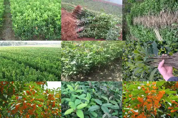 桂花可以和蒲公英一起泡水喝吗1681354809655