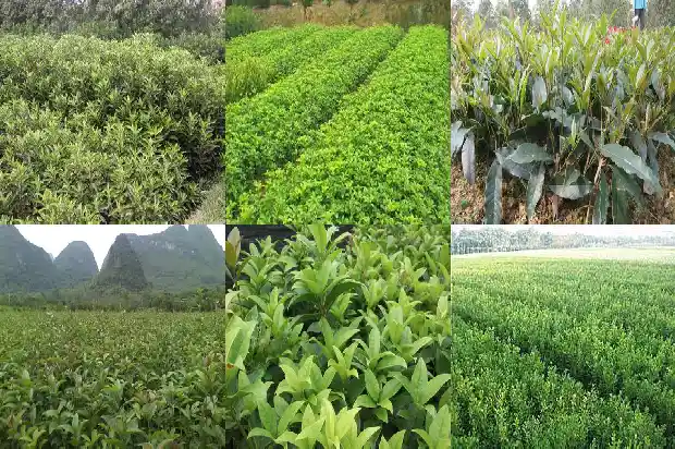 怎样泡制桂花茶1681354843057