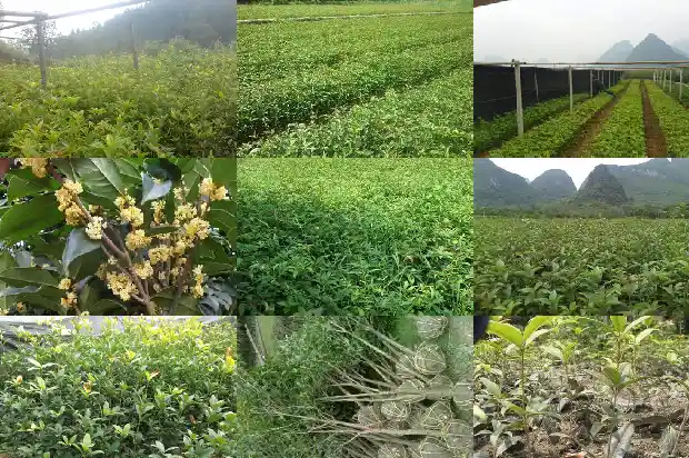 怎样泡制桂花茶1681354843105