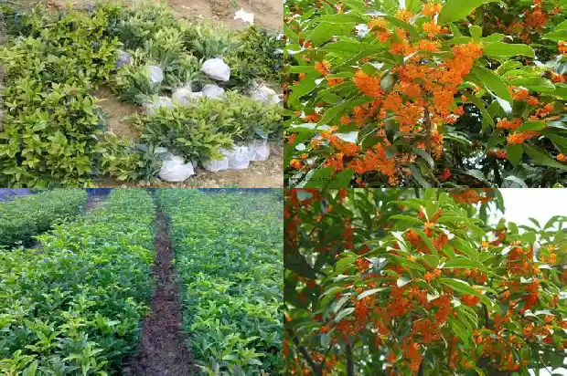 桂花刚摘的可以泡茶喝吗1681354877948
