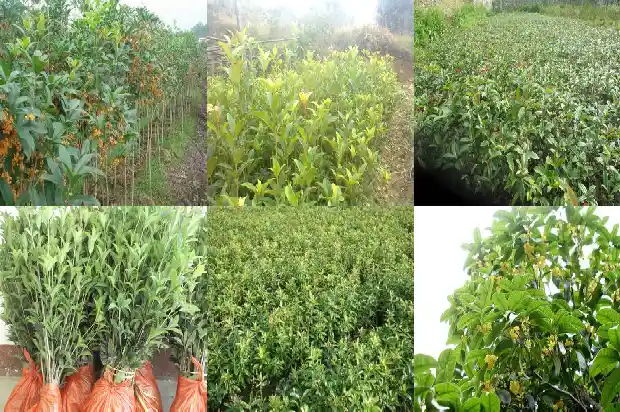 桂花刚摘的可以泡茶喝吗1681354877996