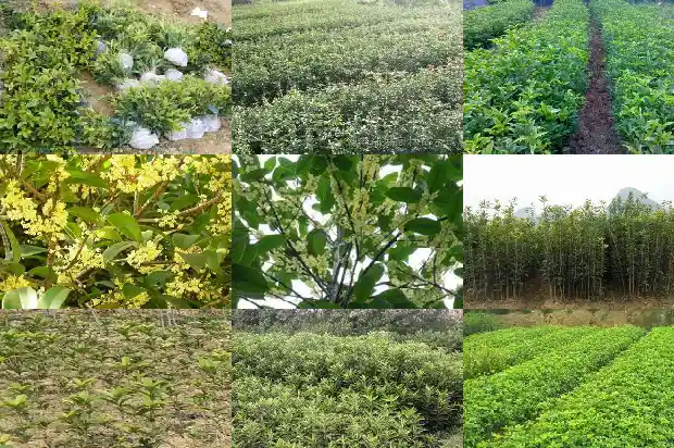 桂花刚摘的可以泡茶喝吗1681354878092