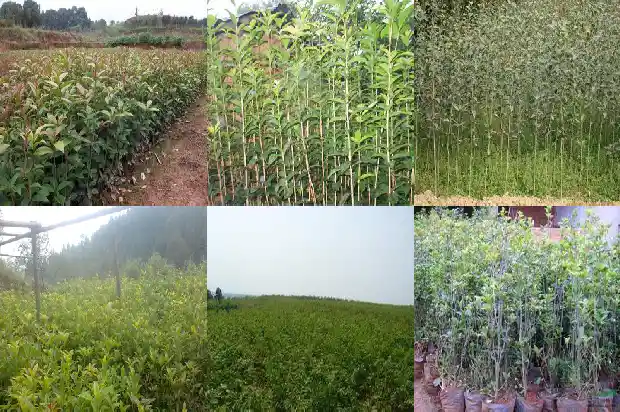 桂花泡酒有什么功效和作用1681354908296