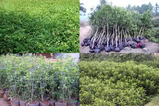 桂花蜂蜜茶1681354943833
