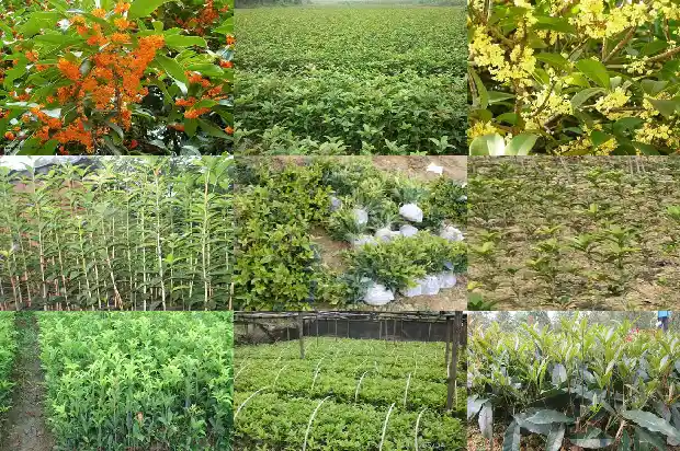 桂花蜂蜜茶1681354943881