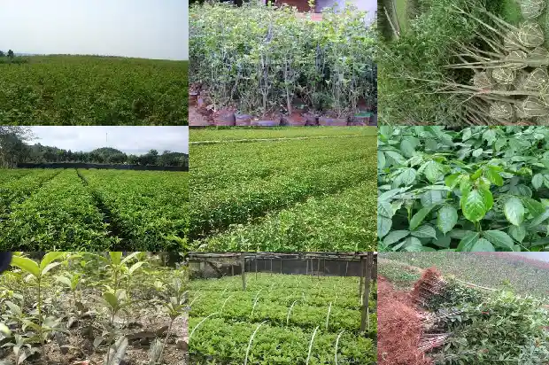 桂花蜂蜜茶1681354943928