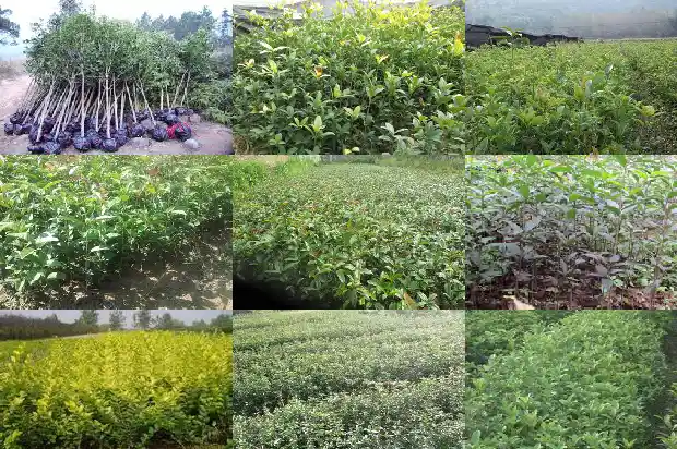 桂花蜂蜜茶1681354943975