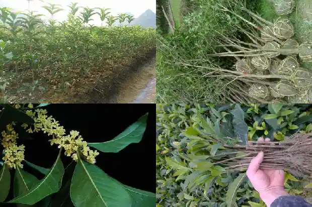 最值钱的桂花树排名榜1690418616069