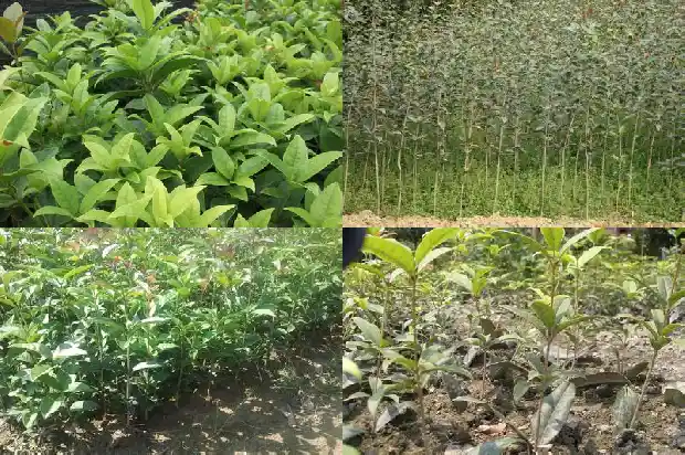 桂花的食用和药用价值1681355006881