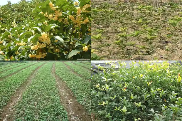 干桂花怎么吃最好吃1681355043271